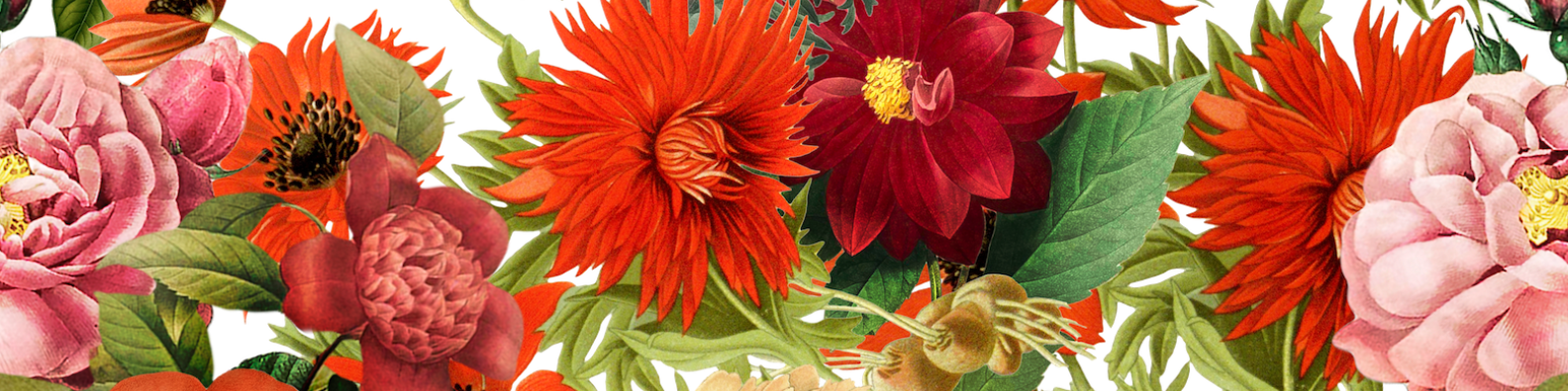 Wildkind Packaging Design Services Contact Form